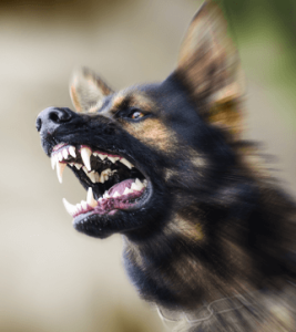 Aggressive Dog
