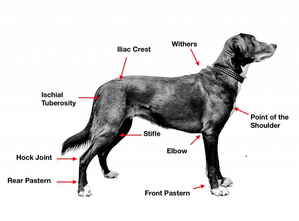 Foundation for dog Training