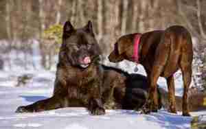 Universal Canine Communication