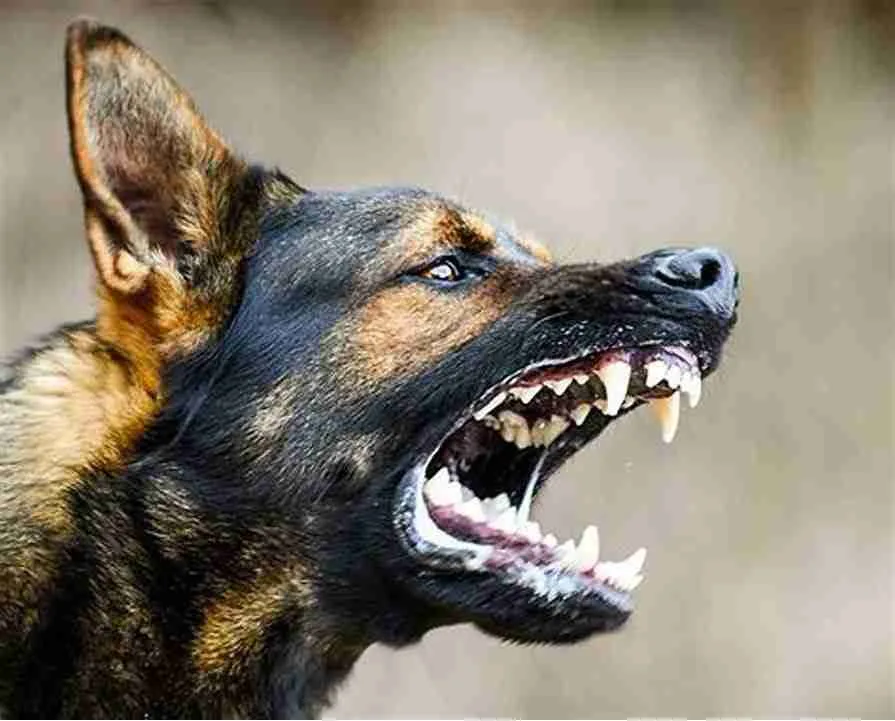 Aggressive dog training