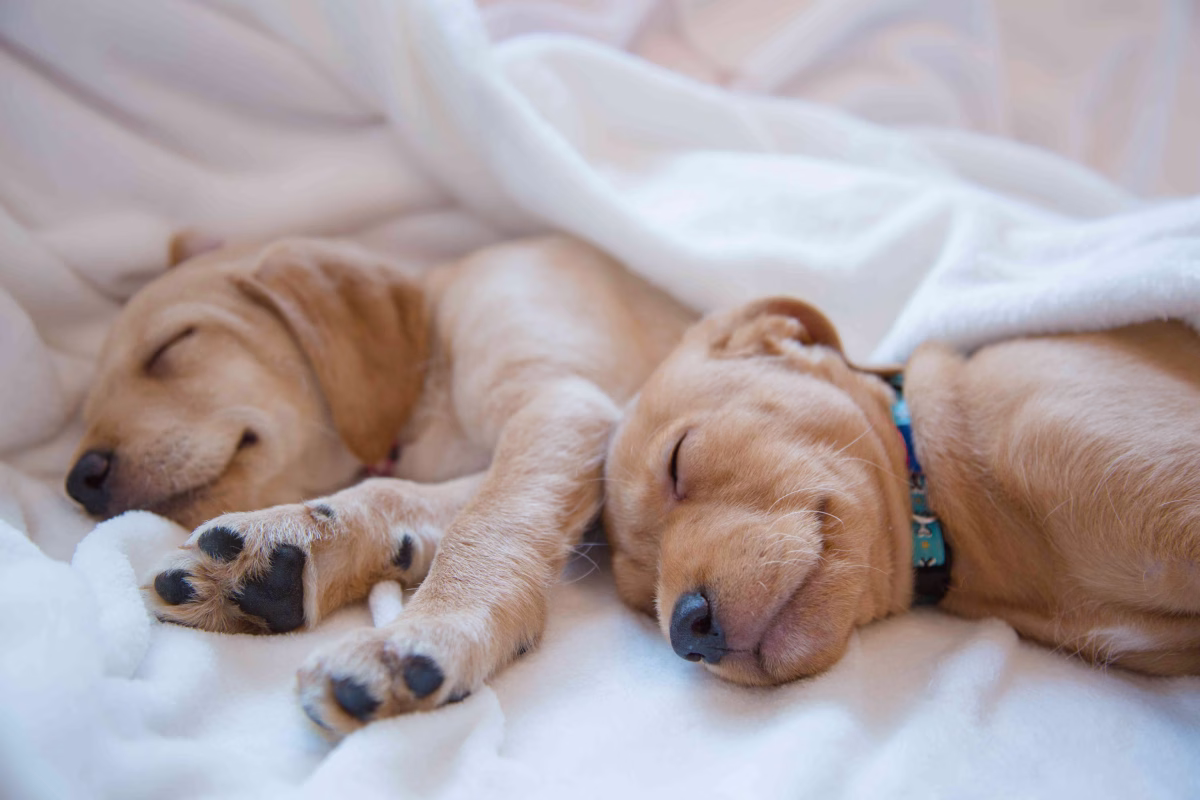 Two pups in REM sleep