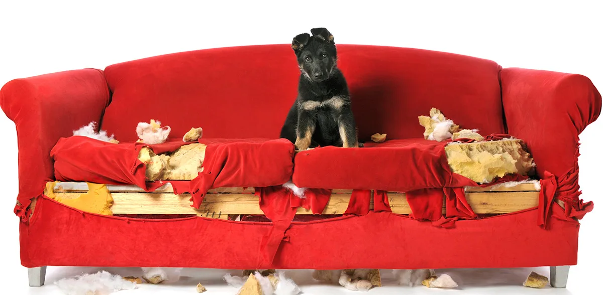 Dog Aggression or Dog Anxiety?